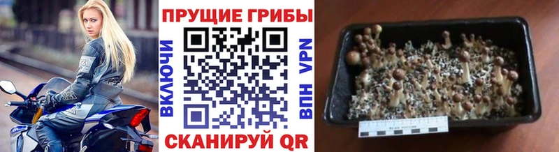 Галлюциногенные грибы GOLDEN TEACHER  ОМГ ОМГ сайт  Салехард 